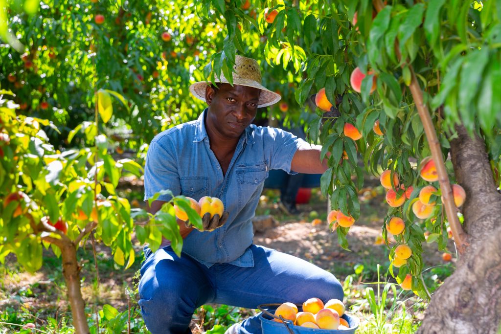 High-Paying Fruit Picking Jobs In Canada With Free Visa Sponsorship